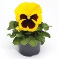 Фіно F1 жовта з вічком (Yellow With Blotch) насіння віоли (Syngenta)