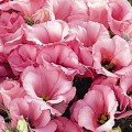 Флорида F1 рожева (pink) насіння еустоми (Pan American)