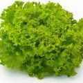 Фрісол насіння салату тип Батавія (Syngenta)