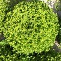 Фрісол насіння салату тип Батавія (Syngenta)