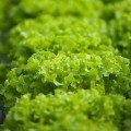 Фрісол насіння салату тип Батавія (Syngenta)