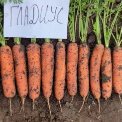 Гладиус F1 (калибр. 1,6-1,8 мм) семена моркови тип Нантес средней 120 дн. 18-20 см (Takii Seeds)