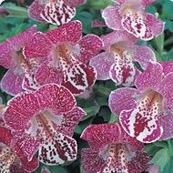 Гаваї White Flame насіння мімулюса (Kitano Seeds)