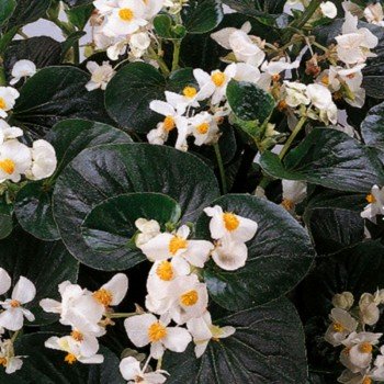 Інферно F1 White on Green Foliage насіння бегонії вічноквітучої (Sakata)