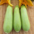 Регі F1 (INX 1424 F1) насіння кабачка (Innova Seeds)