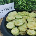 Регі F1 (INX 1424 F1) насіння кабачка (Innova Seeds)