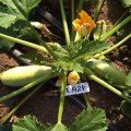 Регі F1 (INX 1424 F1) насіння кабачка (Innova Seeds)