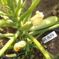 Регі F1 (INX 1424 F1) насіння кабачка (Innova Seeds)