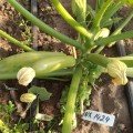Регі F1 (INX 1424 F1) насіння кабачка (Innova Seeds)