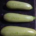 Регі F1 (INX 1424 F1) насіння кабачка (Innova Seeds)