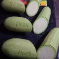 Регі F1 (INX 1424 F1) насіння кабачка (Innova Seeds)