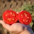 Йолнар F1 семена помидора детерминантного (Clause)