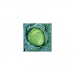 Каменная голова семена капусты белокочанной (Hortus)