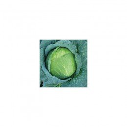 Каменная голова семена капусты белокочанной (Hortus)