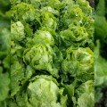 Камелот насіння салату тип Айсберг (Moravoseed)