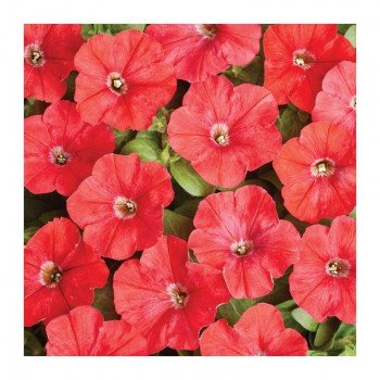 Карлик F1 красный (red) семена петунии (Cerny)
