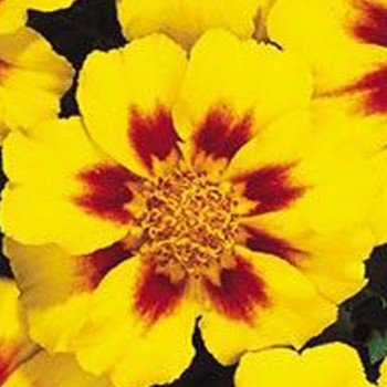 Карнавал Yellow Blotch насіння чорнобривців французьких (Kitano Seeds)
