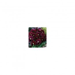 Карусель Burgundy насіння фіалки (Kitano Seeds)