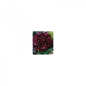 Карусель Burgundy семена фиалки (Kitano Seeds)