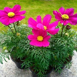 Касанова фіолетова (purple) насіння космеї (Floragran)