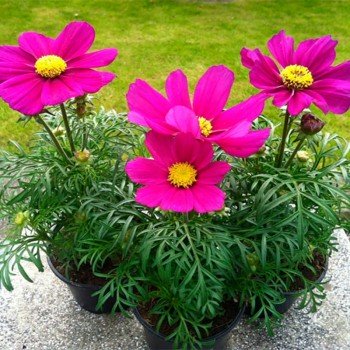 Касанова фіолетова (purple) насіння космеї (Floragran)