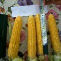 Хан F1 насіння кукурудзи солодкої Se (May Seeds)