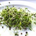 Кінза (Коріандр) насіння мікрозелень (Agrocity)