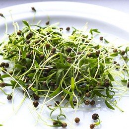 Кинза (Кориандр) семена микрозелень (Agrocity)