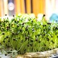 Кінза (Коріандр) насіння мікрозелень (Agrocity)