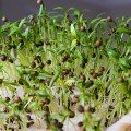Кінза (Коріандр) насіння мікрозелень (Agrocity)