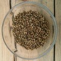 Кінза (Коріандр) насіння мікрозелень (Agrocity)
