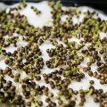 Кінза (Коріандр) насіння мікрозелень (Agrocity)