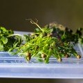 Кінза (Коріандр) насіння мікрозелень (Agrocity)