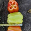 Кларетті F1 (Клареті) насіння перцю солодкого (Solare Sementi)