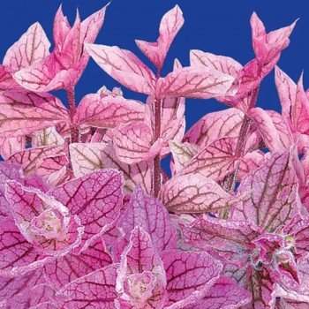 Кларисса рожева (pink) насіння сальвії (GL Seeds)