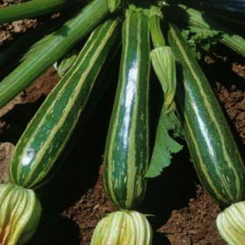 Кокозель семян цуккини (Hortus)