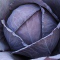 Корнет F1 семена капусты красноголовой (Lucky Seed)