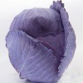 Корнет F1 семена капусты красноголовой (Lucky Seed)