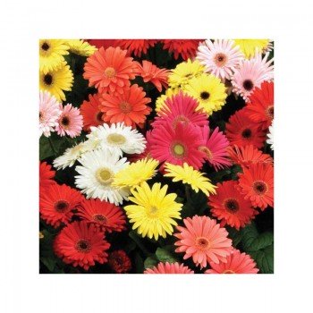 Коррида Mix (суміш) насіння гербери (Kitano Seeds)