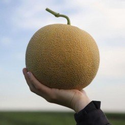 КС 810 F1 семена дыни (Kitano Seeds)