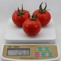 КС 134 F1 (KS 134 F1) семена помидора индетерминантного (Kitano Seeds)