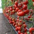 КС 134 F1 (KS 134 F1) насіння помідора індетермінантного (Kitano Seeds)