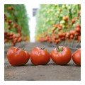 КС 204 F1 (KS 204 F1) семена томата индетерминантного (Kitano Seeds)