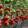 КС 204 F1 (KS 204 F1) насіння томату індетермінантного (Kitano Seeds)