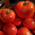КС 204 F1 (KS 204 F1) насіння томату індетермінантного (Kitano Seeds)