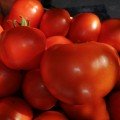 КС 204 F1 (KS 204 F1) насіння томату індетермінантного (Kitano Seeds)