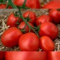 Банті F1 (КС 3819 F1) насіння помідора індетермінантного (Kitano Seeds)