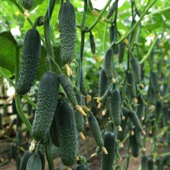 Синклер F1 (КС 80 F1) семена огурца партенокарпического (Kitano Seeds)