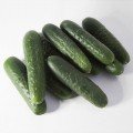Синклер F1 (КС 80 F1) насіння огірка партенокарпічного (Kitano Seeds)