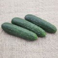 Синклер F1 (КС 80 F1) насіння огірка партенокарпічного (Kitano Seeds)